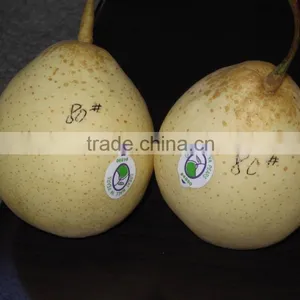 Ya Pear thumbnail-4