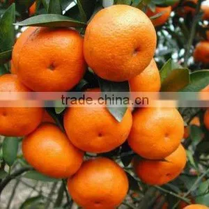 Chinese Fresh Citrus Orange Cheap Selling thumbnail-1