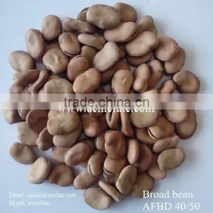 New Crop Raw Dried Broad Bean 40 50 thumbnail-1