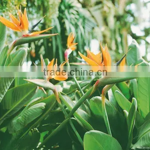 Fresh Cut Flowers Bird of Paradise Flowers thumbnail-6