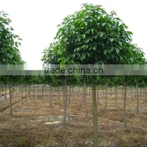 Big Size Bischofia Polycarpa Tree Seedling From China thumbnail-3