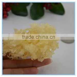Chinese White Tree Jellyfish Fungus thumbnail-2