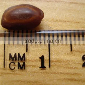 Indian Rain Tree Ornamental Seeds Samanea Saman Rajasthan Asia thumbnail-2