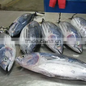 Tuna Skipjack thumbnail-1