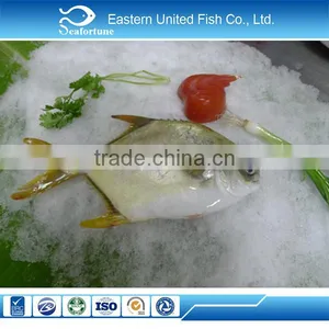 Seafood Wholesale Health Frozen Golden Pomfret Hot Sale thumbnail-1