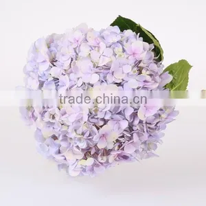 Wholesale Organic Fresh Cut Decorative Colorful Flowers Perfect For Mother's Day Hydrangea Flower thumbnail-1