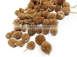 EST INDIAN GLOBE THISTLE thumbnail-1