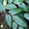 Epimedium P.E. thumbnail-1