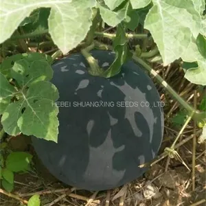 NOFA 3 Pure Black Seedless Watermelon Seeds for Sale thumbnail-3