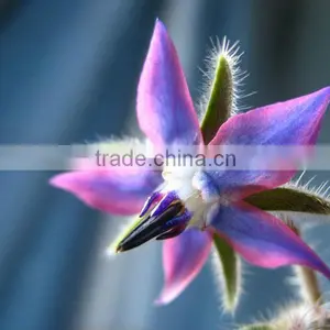 100% Purity Organic Borage Base Oil thumbnail-1
