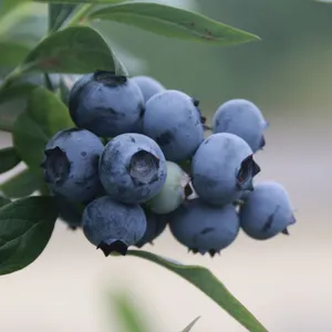 L42 Blueberry Seedlings Blueberry Saplings thumbnail-1