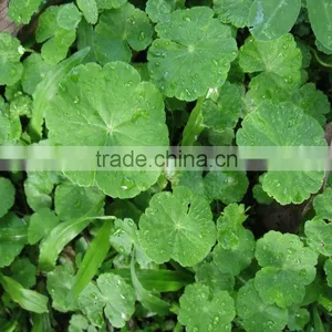 Pure Natural Gotu Kola Extract /Triterpenes, Asiatic Acid thumbnail-1
