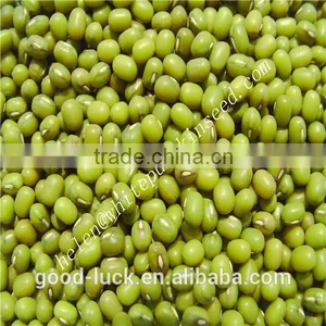 China Heilongjiang Green Mung Beans ( Food Grade) Quality Choice thumbnail-3