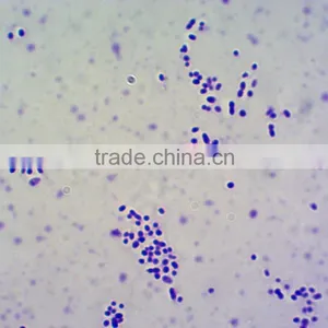 Laboratory Research Microgbiology Histology Prepared Microscope Slides Educational Prepared Slides for Microscopes thumbnail-2