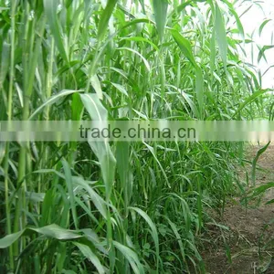 Gaodan Grass Seeds Sorghum Sudan Grass Seeds Sorghum Hybrid Sudan Grass Seeds For Growing thumbnail-2