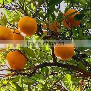 Fresh Orange Tree Seedling thumbnail-1