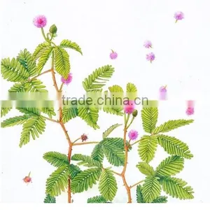GMP Natural High Quality Mimosa Hostilis Root Bark Extract Powder thumbnail-3
