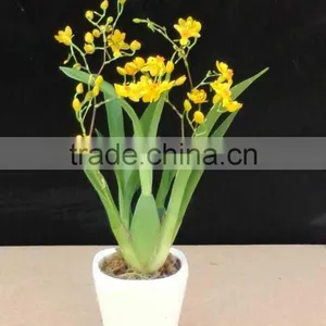 Oncidium Orchid thumbnail-2