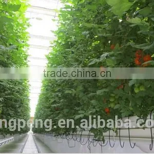 Tomato Hydroponic Float Glass Agriculture Greenhouse thumbnail-1