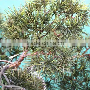 Home Garden Decoration 50cm to 160 cm Hight Small Indoor Canadian Artificial Green Pot Plastic Similar Pine Trees ELSPZ02 0906 thumbnail-1