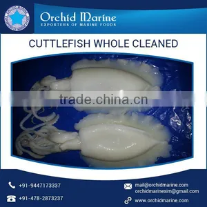 A-Grade Quality Cuttle Fish Whole Cleaned Supplier thumbnail-2
