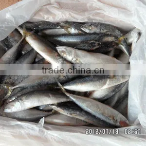Fresh Frozen Sardines thumbnail-1
