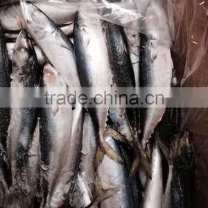 Frozen Mackerel Prices thumbnail-1