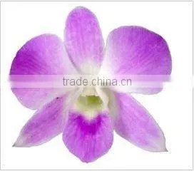 Thailand Top Quality D-013 Dendrobium Sakura Orchid thumbnail-1