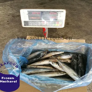 High Quality Frozen Fresh Sea Frozen Pacific Mackerel Fish 150-200 thumbnail-1