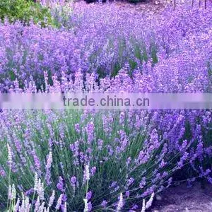 Lavender Bath Gel thumbnail-1