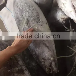 Longline Frozen Skipjack Tuna 5kg up ( Katsuwonus Pelamis) thumbnail-3
