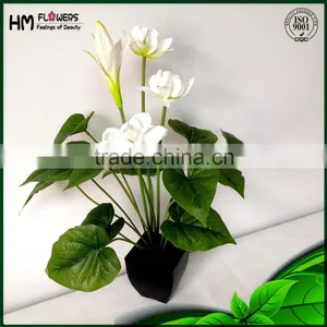 Bonsai Plant Sale thumbnail-1