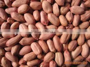 Chinese Good Quality Raw Organic Peanuts Luhua thumbnail-1