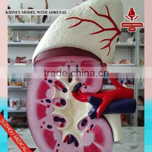 Kidney Model With Adrenal thumbnail-4