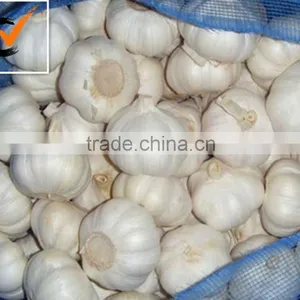 Fresh Garlic thumbnail-3