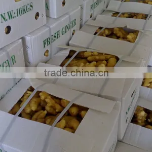 Organic Fat Fresh Ginger thumbnail-1