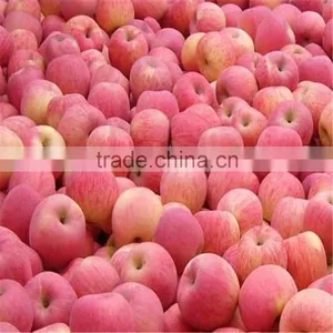 New Crop Chinese Fresh Apple Red Star Apple Apple thumbnail-3