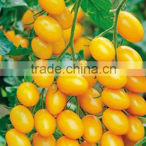 Hybrid Small Yellow Tomato Seeds for Sale-Yellow Angel thumbnail-1