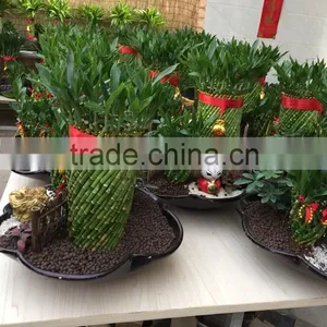 Dracaena Sanderiana Sander thumbnail-5