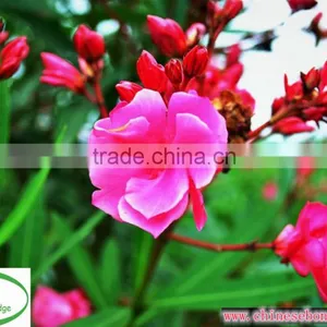 Blooming Nerium Indicum Milli of Outdoor Landscaping Foliage Decorative Ornamental Plants thumbnail-2