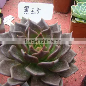 Echeveia 'Black Prince' of Succulent Plants thumbnail-1