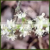 Amyris Essential Oil Best Exporter of India thumbnail-1