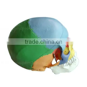 Life Size Plastic Medical Anatomical Skull Model thumbnail-3