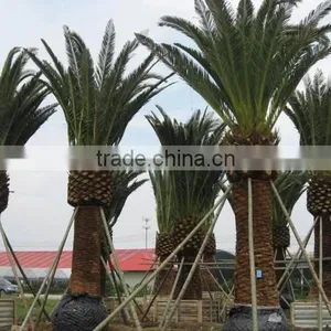 Waterproof and UV Against Big Cheap Palm Trees thumbnail-1