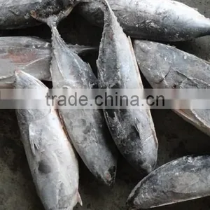 Frozen Bonito Tuna thumbnail-3