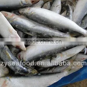 Sardinops Melanosticta Frozen Sardine Fish thumbnail-3