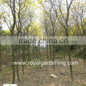 Tabebuia Chrysantha Tropical Trees thumbnail-2