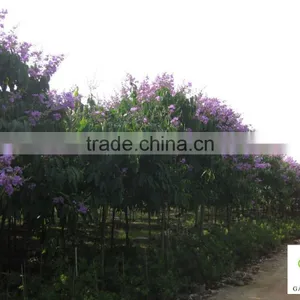 Lagerstroemia Speciosa Tree thumbnail-2