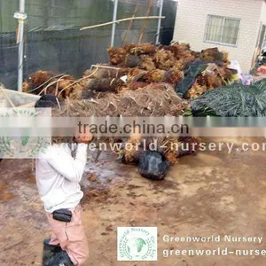Trachycarpus Fortunei Loading Container thumbnail-1
