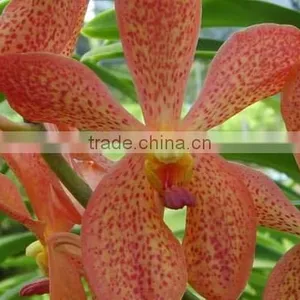 Fresh Cut Orchids, Mokara Orchids, Fresh Cut Stem thumbnail-1